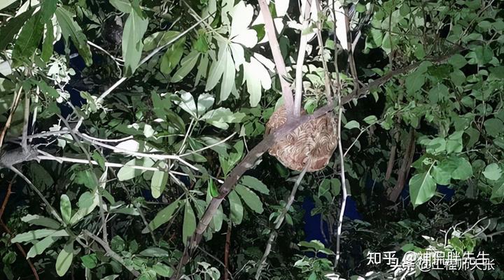 养殖马蜂赚钱吗_马蜂养殖视频致富经_视频致富养殖马蜂是真的吗