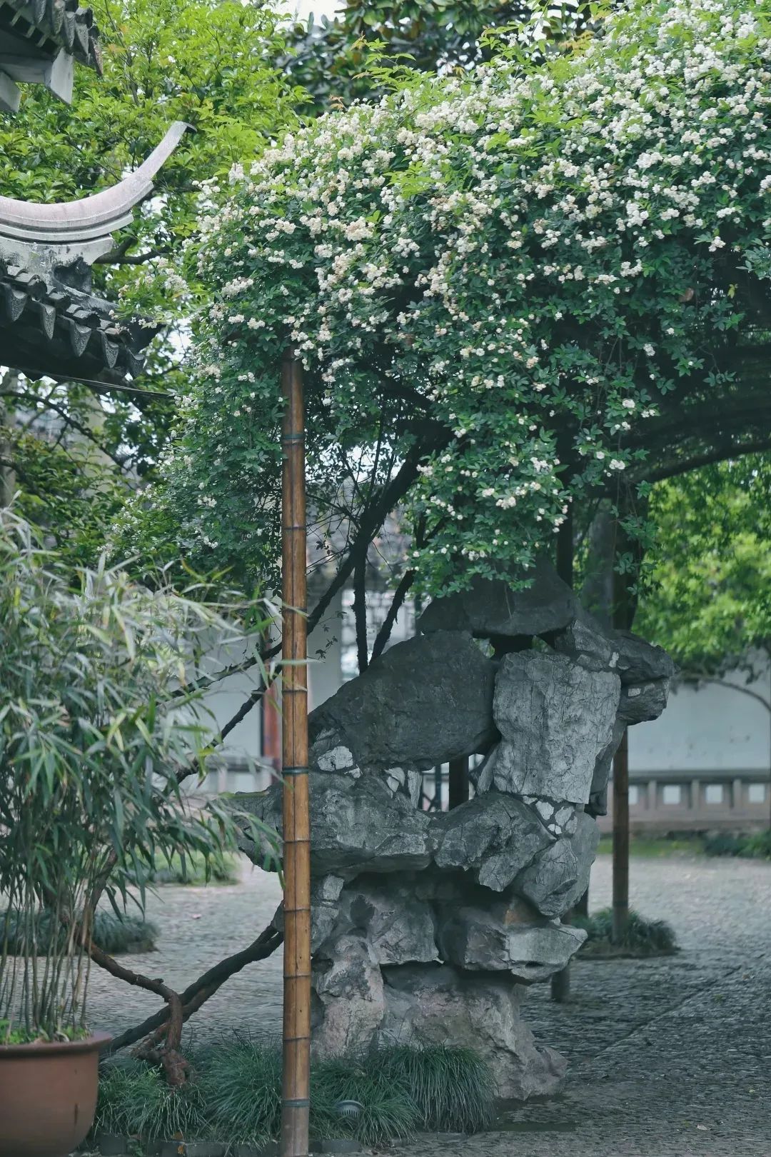 周稔丰五禽戏视江频_香花怎么种视频_香花种植技术视一频