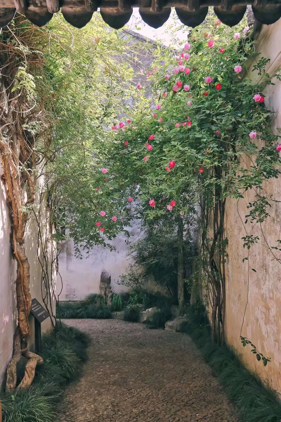 周稔丰五禽戏视江频_香花怎么种视频_香花种植技术视一频