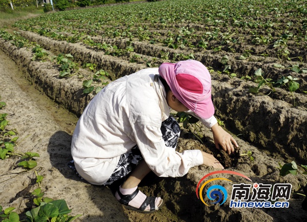 在家种地瓜叶_地瓜叶种植致富_食用地瓜叶的种植技术视频