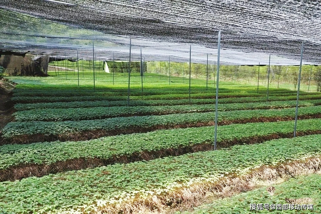 盐津牛寨乡：800亩中药材种下致富新希望