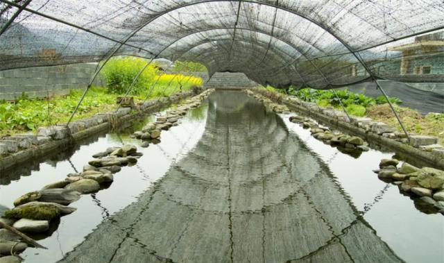 吉林牛蛙养殖技术大全_吉林市牛蛙多少钱一斤_吉林林蛙养殖基地