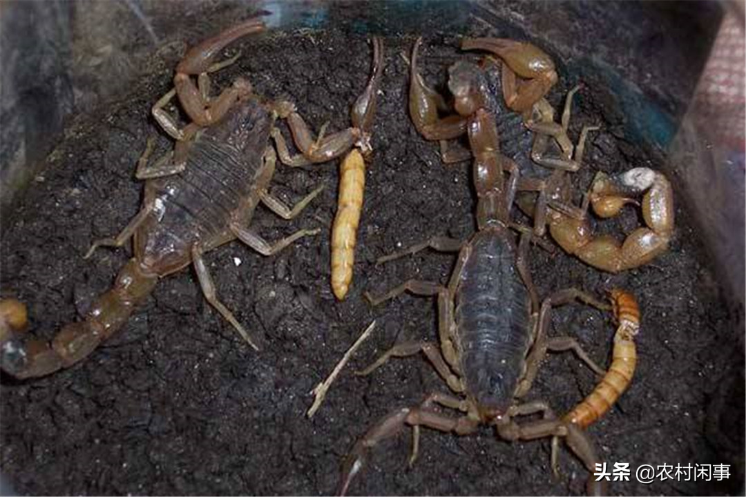 中央7套致富经养蝎子_致富经蝎子养殖成功案例_致富经养蝎子视频大全