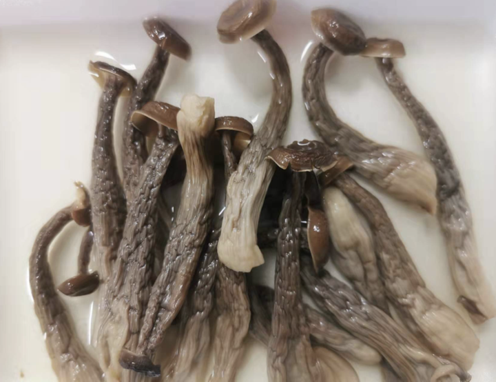 鹿茸菇种植致富_致富菇种植鹿茸视频_致富菇种植鹿茸怎么样