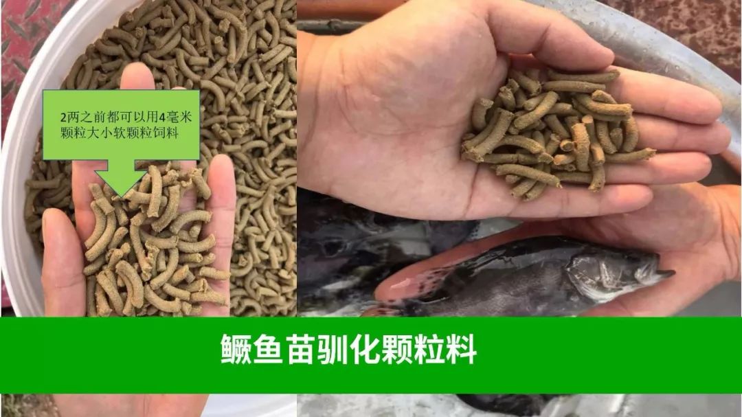 鳜鱼山东能养殖吗_养殖山东鳜鱼技术怎么样_山东鳜鱼养殖技术