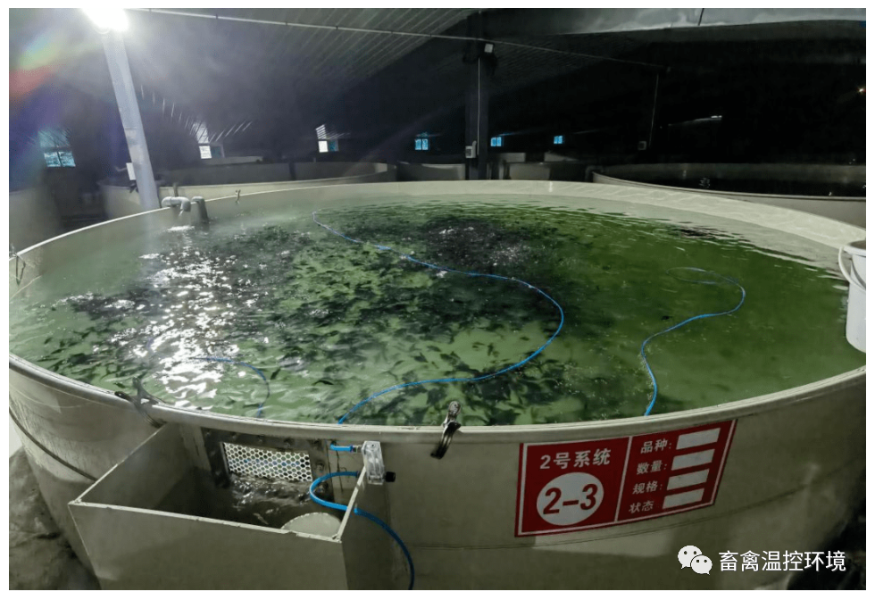 养殖山东鳜鱼技术怎么样_山东鳜鱼养殖技术_养殖山东鳜鱼技术视频