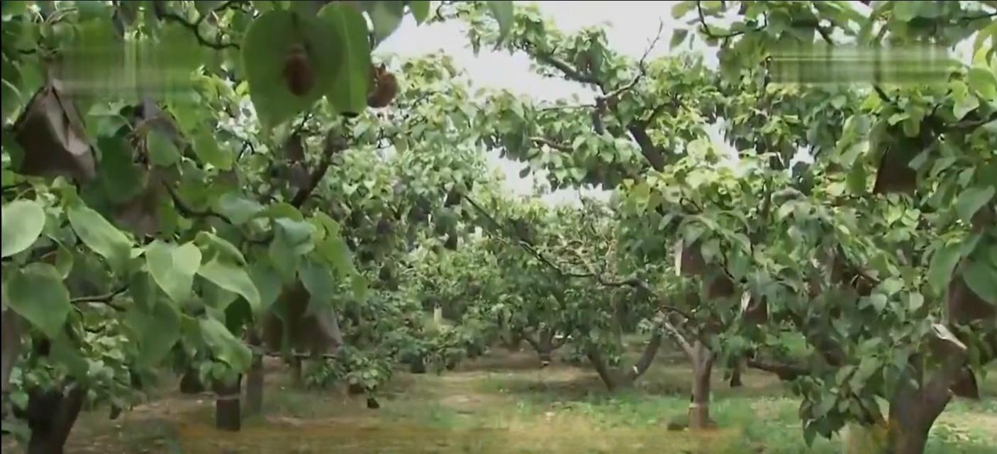 cctv7 致富经全集金蝉_cctv7致富好项目_cctv7致富經