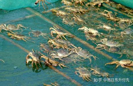 青蟹养殖前景_最新青蟹养殖技术_青蟹养殖技术大全