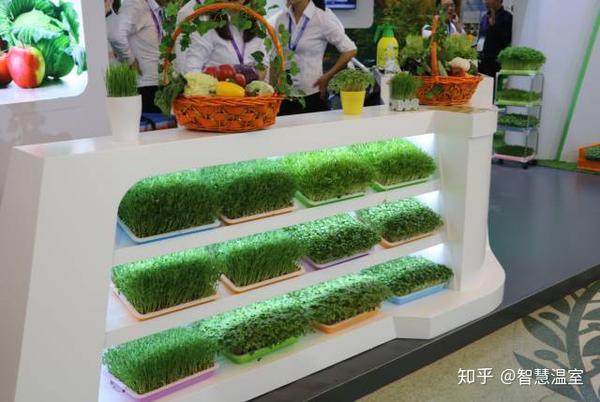 大棚种植芥菜技术要求_大棚种植芥菜技术与管理_芥菜大棚种植技术
