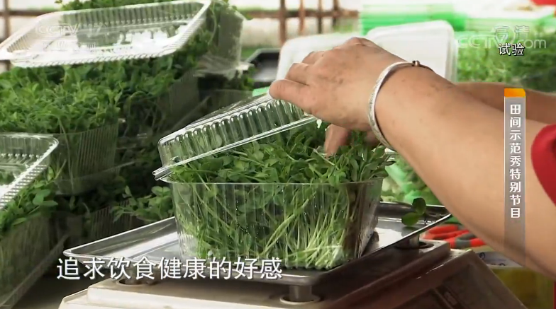 红香椿种子_红香椿的种植技术视频_视频种植红香椿技术要点