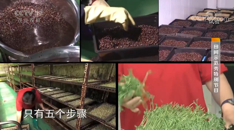 红香椿的种植技术视频_红香椿种子_视频种植红香椿技术要点