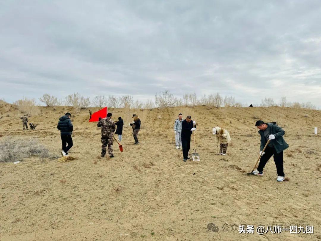 沙漠红柳树_沙漠红柳根_沙漠红柳种植致富