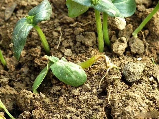 黄瓜种植效益_农业致富黄瓜种植_黄瓜种植高产技术