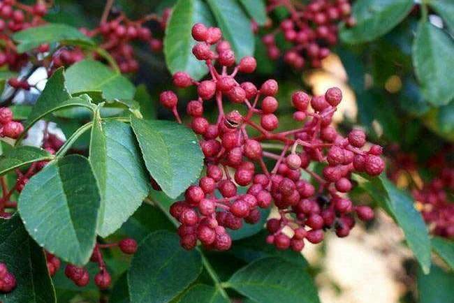 青花椒专用肥料_青花椒专用肥_致富经青花椒施肥技术