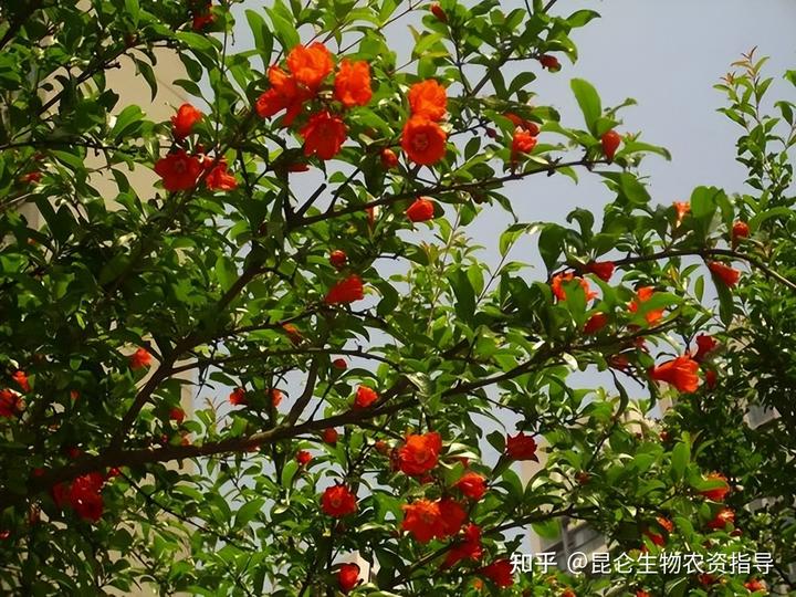 cctv7致富经视频石榴种植_石榴种植视频教程_科技苑石榴种植视频