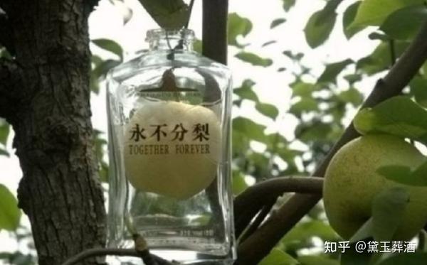 18元一个的梨致富经_现在致富0元创业项目_明年0元代理致富好项目