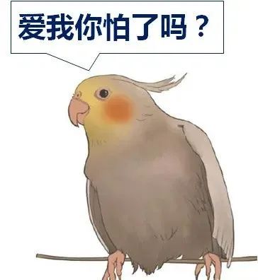 鹦鹉养殖 致富_养鹦鹉致富视频_致富经鹦鹉