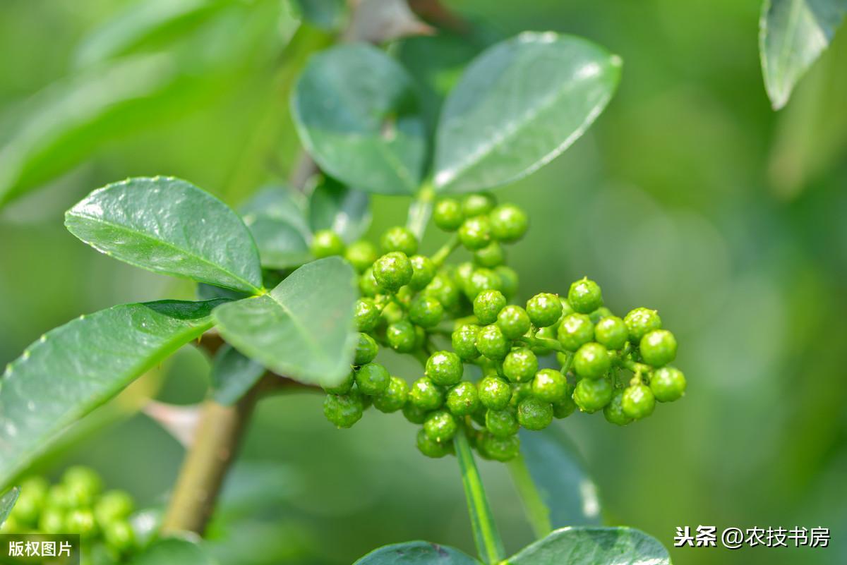 青花椒专用肥_致富经青花椒施肥技术_花椒施肥方案