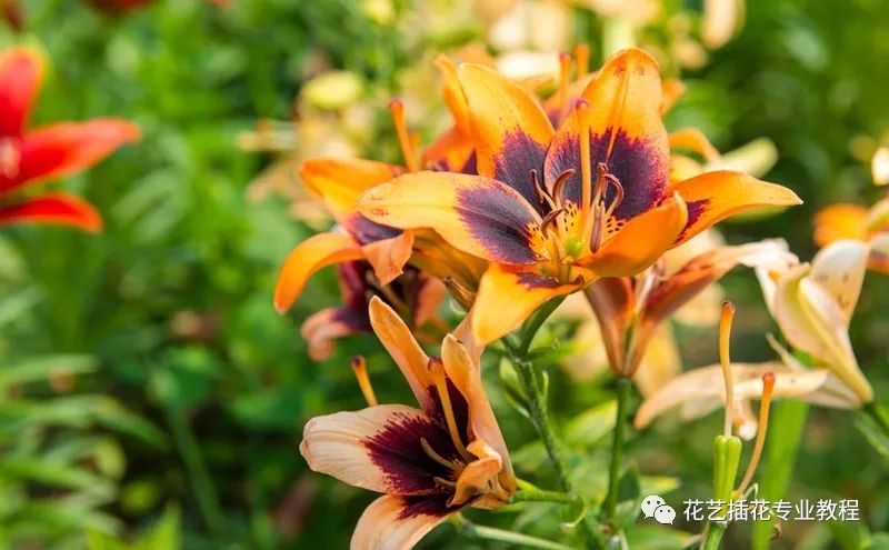 花卉养殖红掌技术与管理_花卉养殖红掌技术要点_花卉红掌的养殖技术