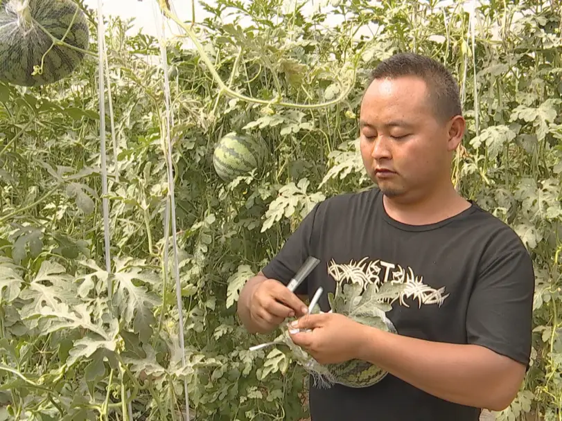 农民种植致富_农村致富新项目种植_农村致富果种植