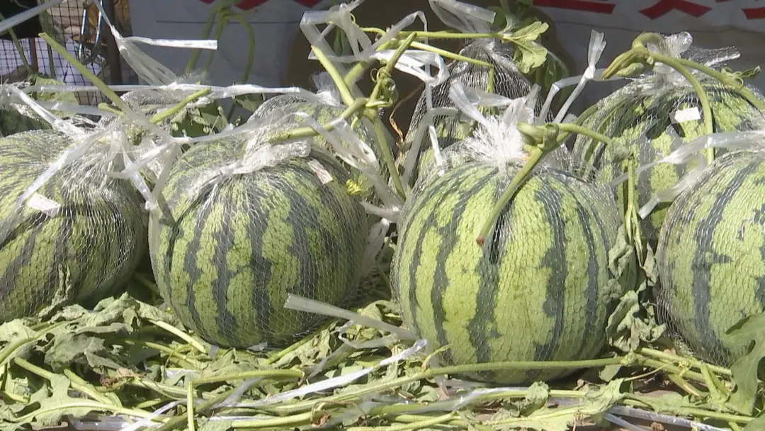 农村致富新项目种植_农民种植致富_农村致富果种植