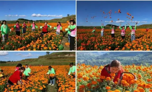 种植松树经济效益_松树种植致富_松树蕈可以种植吗