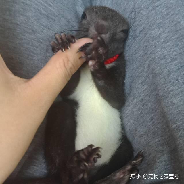 致富经养松鼠视频_松鼠养殖基地视频_致富经松鼠养殖视频