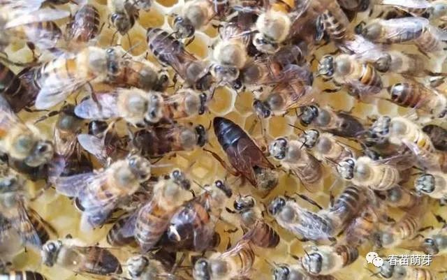 蜜蜂土法养殖_致富经土蜜蜂养殖技术_蜜蜂养殖视频致富经