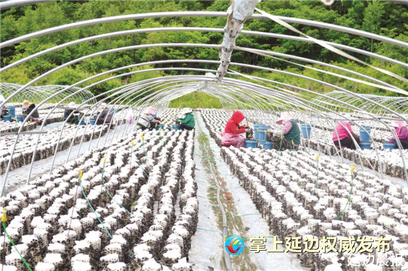 汪清黑木耳喜获丰收 村民采摘致富忙