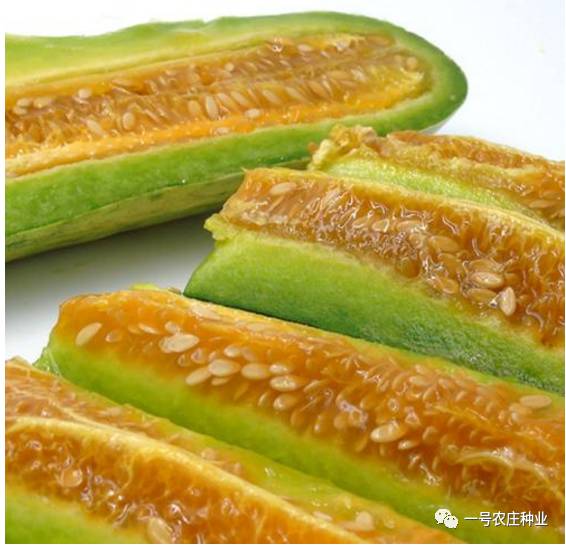 广东香瓜种植技术_广东香瓜品种_广东香瓜什么时候种植