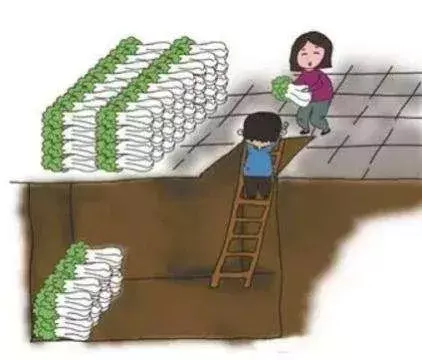 大葱苗冬季管理技术_大葱冬季怎么栽_冬天大葱怎么种植技术