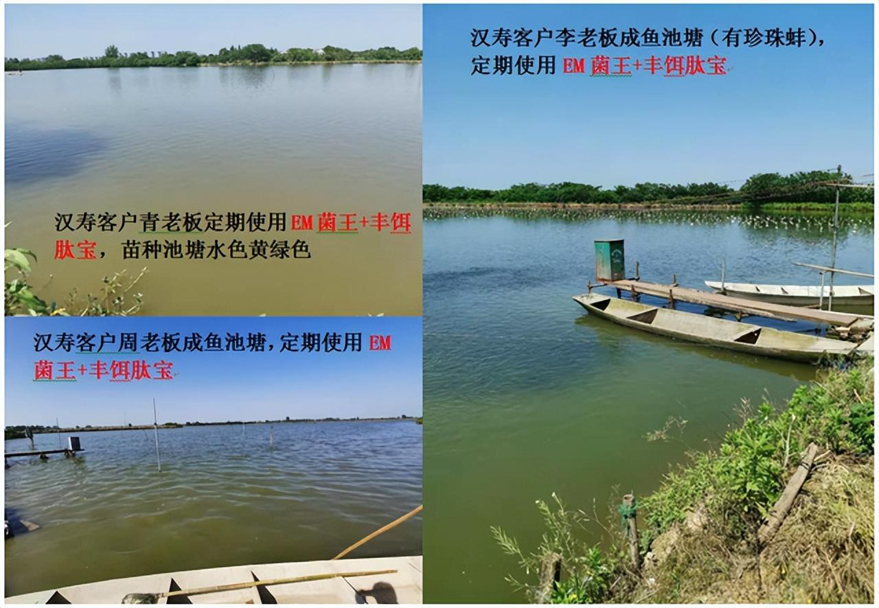 致富江河养殖鱼图片_江河鱼养殖致富_致富经水库养鱼