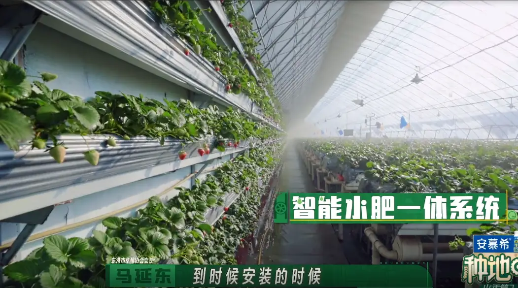 致富经种植草莓_和草莓有关的致富经节目_草莓致富路