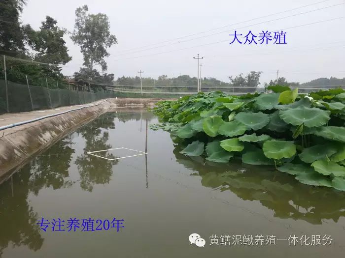 养殖泥鳅销售技术要求_养殖泥鳅利润如何_泥鳅养殖技术销售