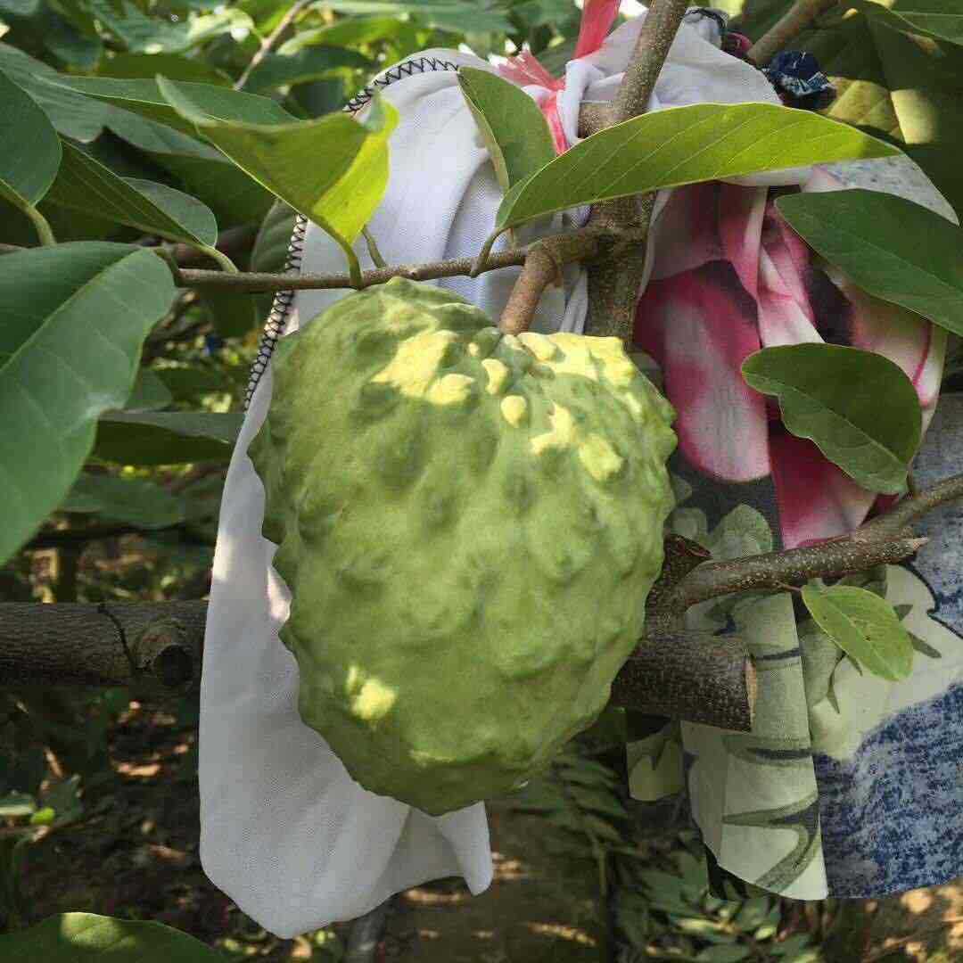 释迦果种植技术视频_种植释迦果的注意事项_释迦果的种植技术