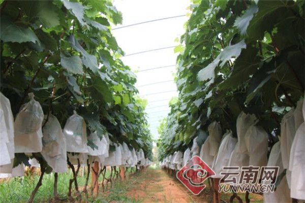 致富经葡萄种植_致富经种葡萄全视频_党员种植葡萄致富