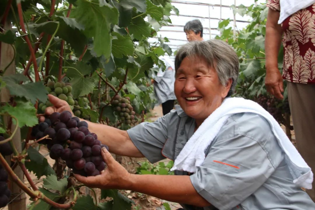 致富经种葡萄全视频_党员种植葡萄致富_致富经葡萄种植视频