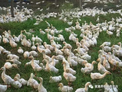 鹅的鹅的养殖技术_鹅养殖技术教程_鹅养殖技术与管理