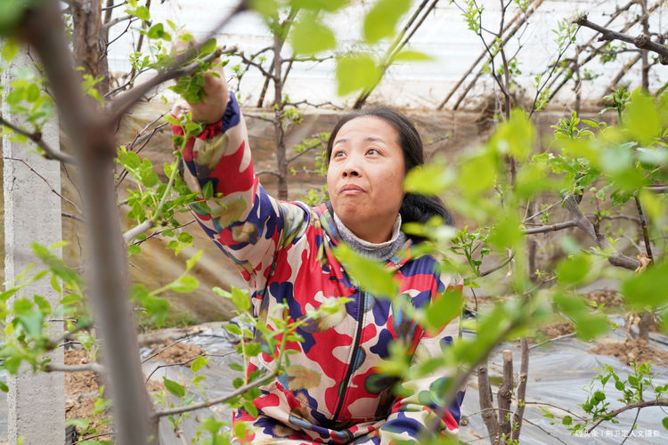 大棚种枣种植技术_枣树如何在大棚里生长_大棚枣树种植效益怎样