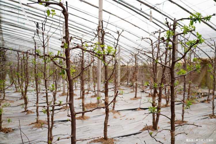 大棚种枣种植技术_枣树如何在大棚里生长_大棚枣树种植效益怎样