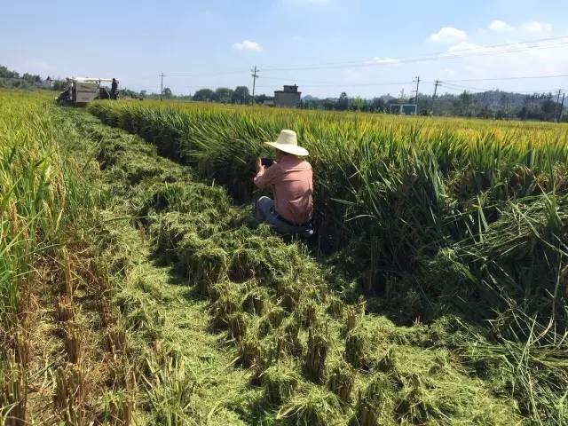 常山种植致富项目_常山农庄_致富种植常山项目有哪些