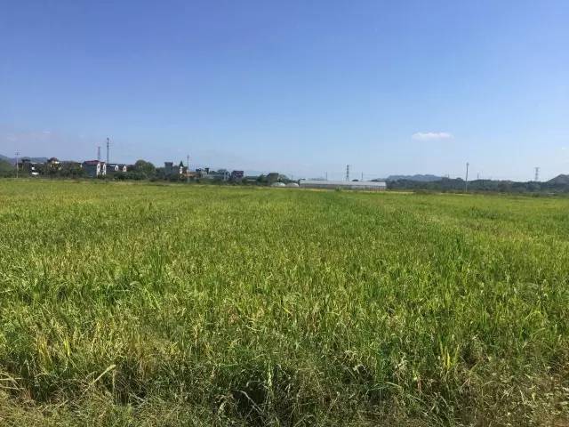 常山种植致富项目_致富种植常山项目有哪些_常山农庄