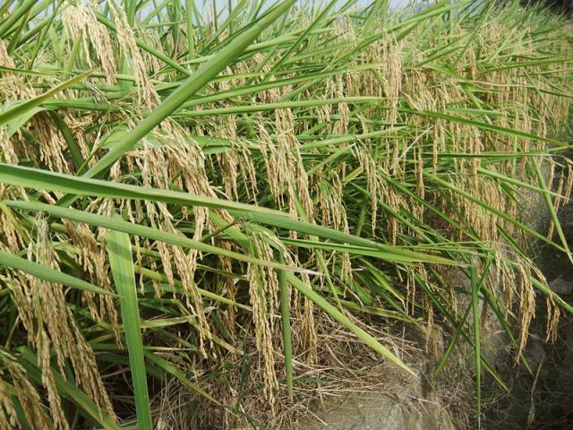 常山农庄_致富种植常山项目有哪些_常山种植致富项目