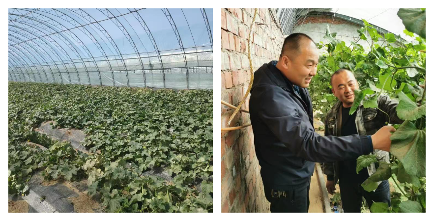 甜瓜反季节种植技术_甜瓜防病技术_播种甜瓜