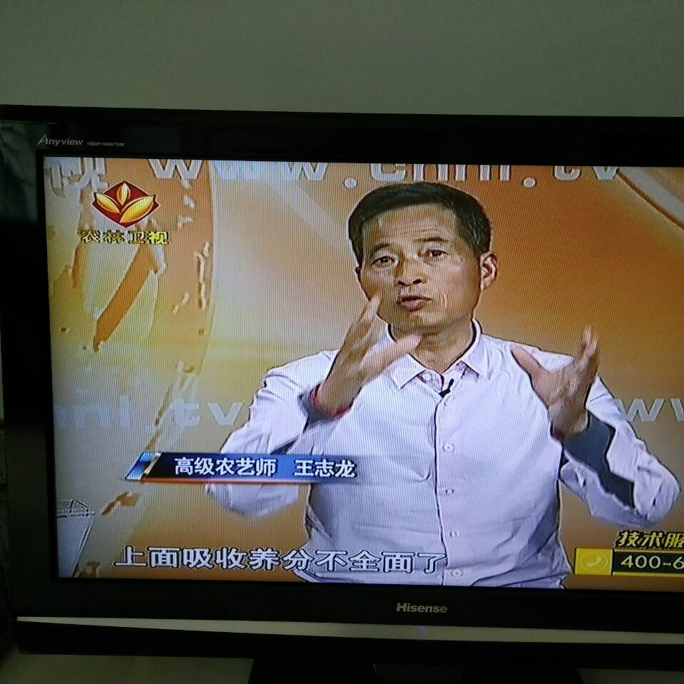 洛川果农分享多年务果经验，优质果按个卖，怎么做到的？