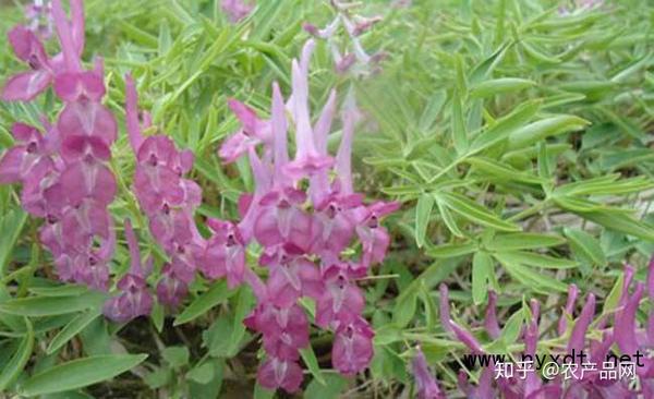 元胡的种植技术视频_元胡的种植技术_元胡种植方法