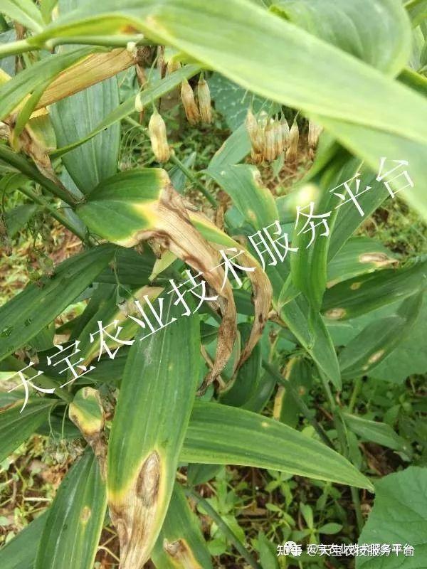 元胡的种植技术_元胡种植方法_种植元胡经济效益如何