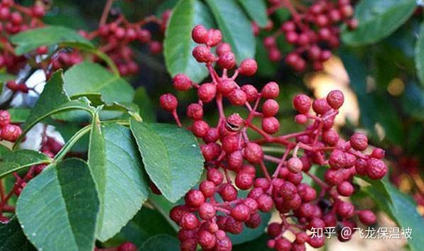 树苗种植龙眼技术要点_种龙眼树的方法_龙眼树苗种植技术