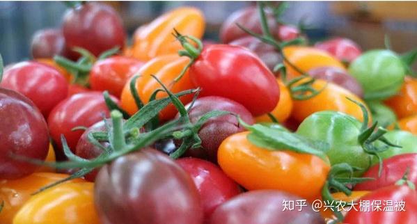 家庭七彩小番茄种植高产优质管理技术
