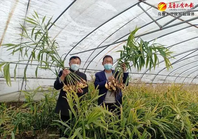 新疆首个大规模生姜种植基地成功收获